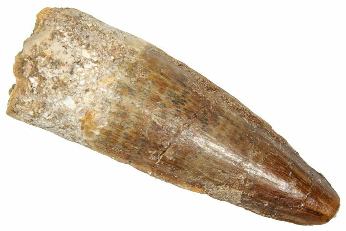 Fossil Spinosaurus Tooth - Real Dinosaur Tooth #357821